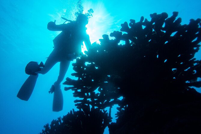 1 Tank Discover Scuba at Koloa Landing with No Experience needed - Key points I’d bet on before you book