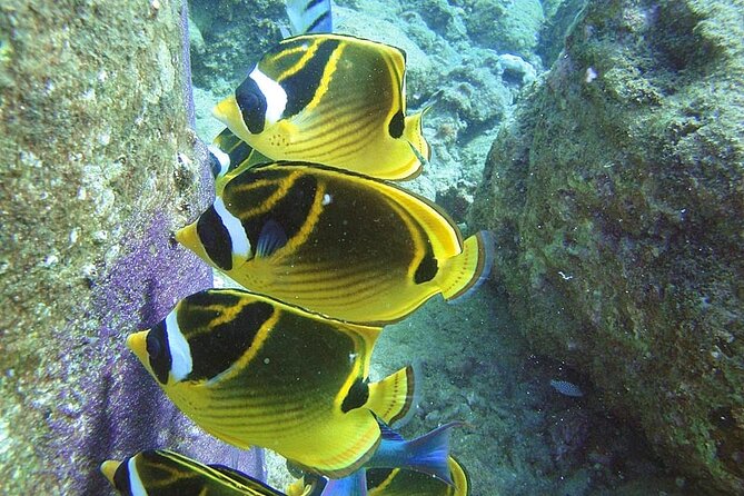 2-Hour Snorkeling Adventure in Kauai - Key highlights that make this Kauai snorkel worth it