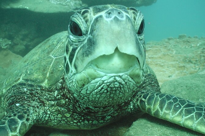 2-Hour Snorkeling Adventure in Kauai - Entering the water fast: what actually makes the experience work