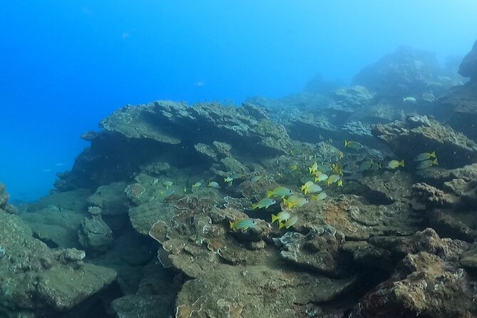 2-Hour Snorkeling Adventure in Kauai - In the water: how you’ll see turtles and fish (without chasing them)