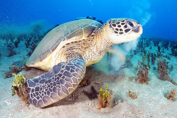 2-Hour Snorkeling Adventure in Kauai - Price and value: $115 for two hours, and where it earns its keep