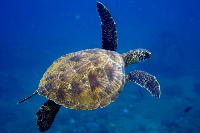 2 Tanks Scuba Dive Kaua'i from a Boat - What the surface interval feels like (and how to be comfortable)