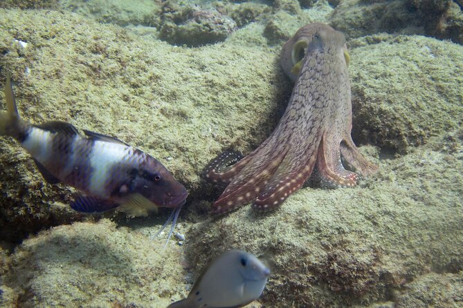 2 Tanks Scuba Dive Kaua'i from a Boat - Price and value: is $370 worth it?