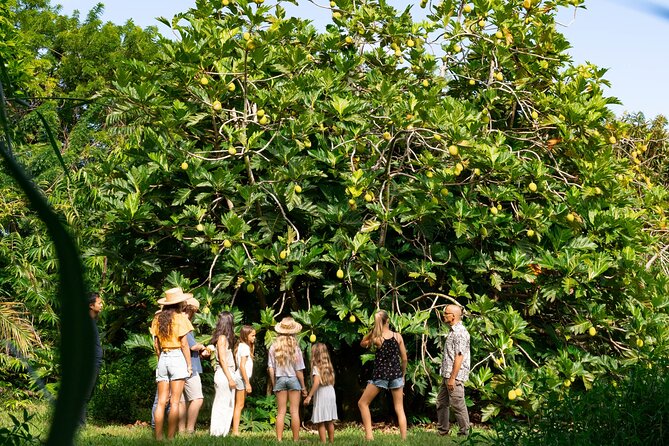 Farm and Food Experience in Kilauea - Who this tour suits (and who should skip it)