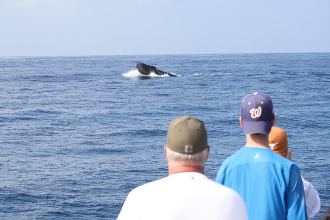 'Imiloa Express Whale Watch and Cocktail Tour - Quick Key Points I’d Bookmark Before You Go
