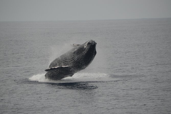'Imiloa Express Whale Watch and Cocktail Tour - What the Crew Teaches You While You Scan the Water