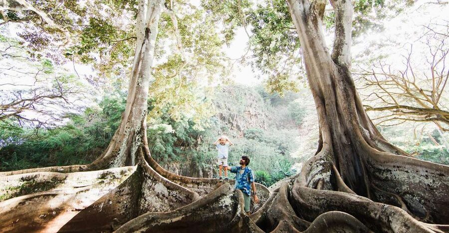 Kauai: Allerton Garden Guided Group Walking Tour - Jurassic Park Moreton Bay fig roots: the moment you’ll remember