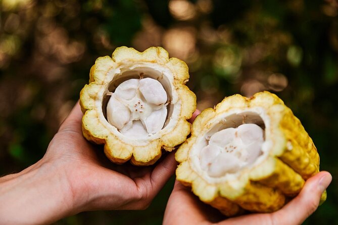 Kauai Chocolate Farm Tasting Tour - Timing on Kauai: where this fits in your day