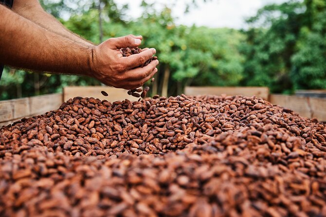 Kauai Chocolate Farm Tasting Tour - Who should book this Kauai chocolate farm tour