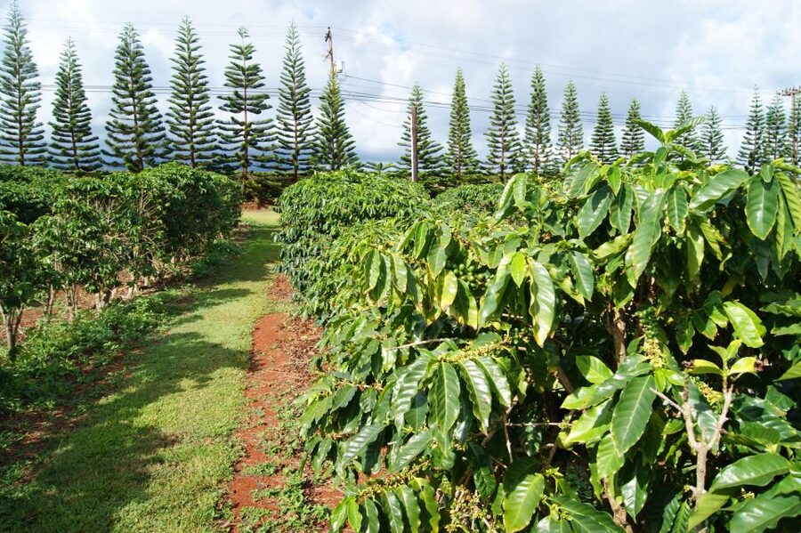 Kauai: Customized Luxury Private Tour - South and west: Waimea Canyon, Spouting Horn, and Poipu plus Koloa