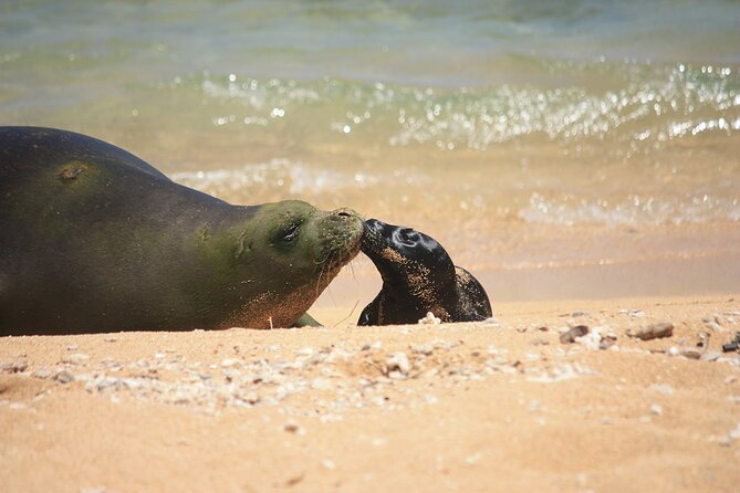 Kauai East Side and North Shore Private Guided Tour - What to bring for a smooth 7 hours