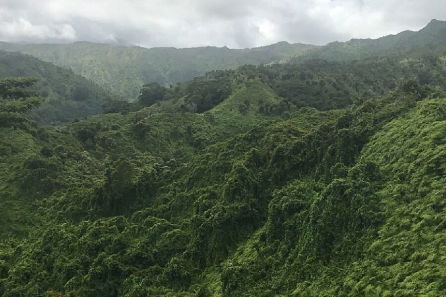 Kauai: Half-Day Kauaʻi Adventure - How your guide turns “walking” into learning (without making it a classroom)
