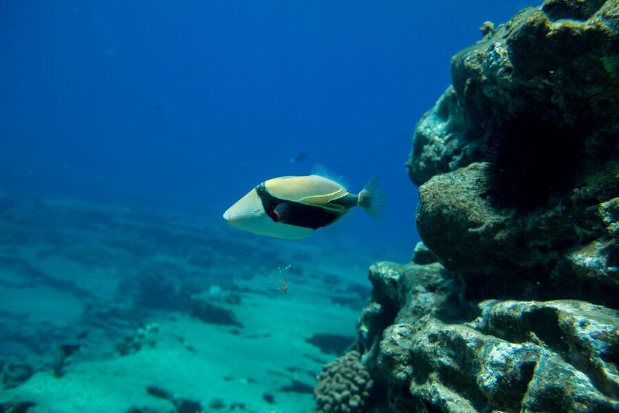 Kauai: Niihau and Na Pali Coast Full-Day Boat Tour - Snorkeling setup tips that matter on this boat