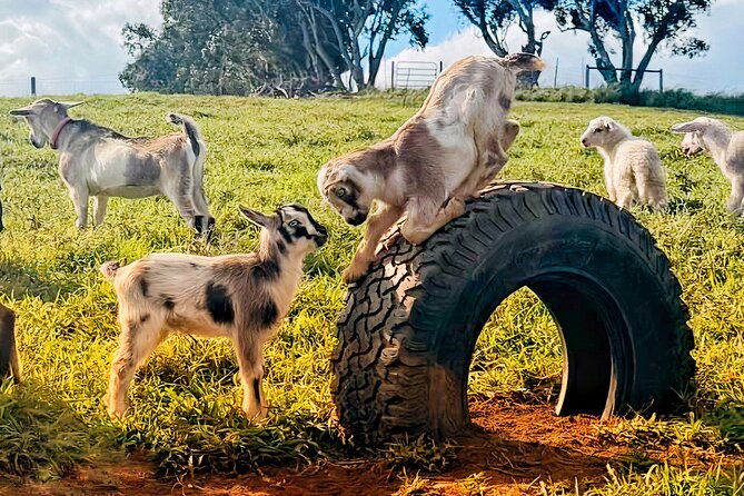 Kauai Private Baby Farm Animal Experience & Micro Dairy Immersion - How conservation ideas connect to what you’re touching