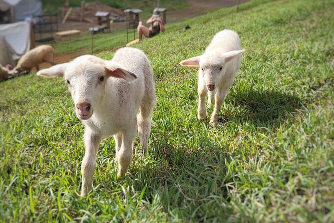 Kauai Private Baby Farm Animal Experience & Micro Dairy Immersion - Getting there in Kapaʻa: meeting point and navigation reality