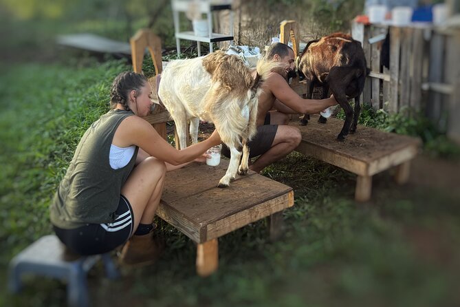 Kauai Private Baby Farm Animal Experience & Micro Dairy Immersion - What you’ll do on the farm: baby animals, care skills, and farm tasks