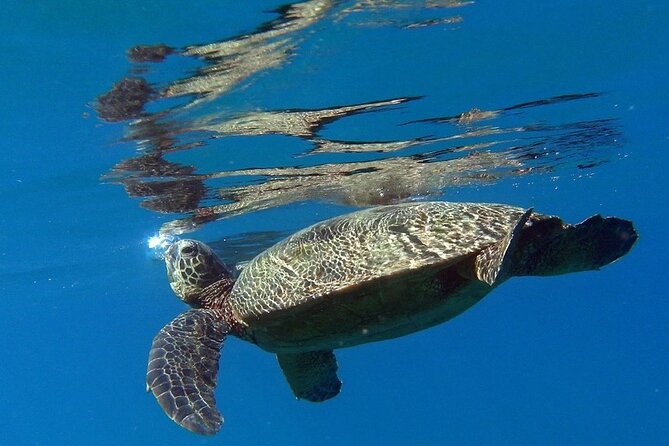 Kauai Private Group Snorkel Tour with Sea Turtles - Quick hits you can count on