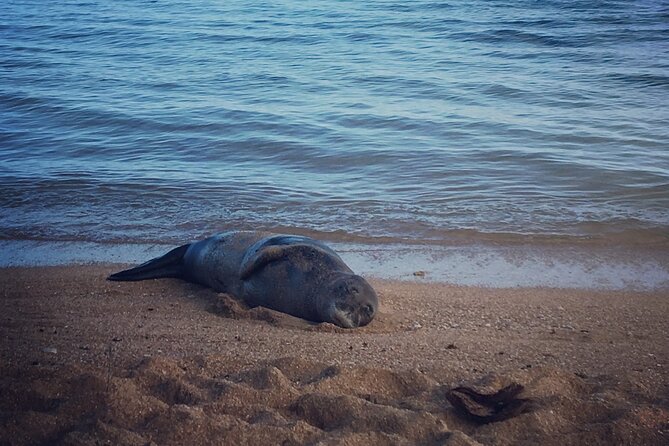 Kauai Private Group Snorkel Tour with Sea Turtles - How the private Kauai shore snorkel tour really plays out