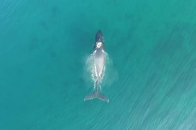Kauai Raft Adventure: Whale Watch Discovery - Kauai in winter: why humpbacks show up close