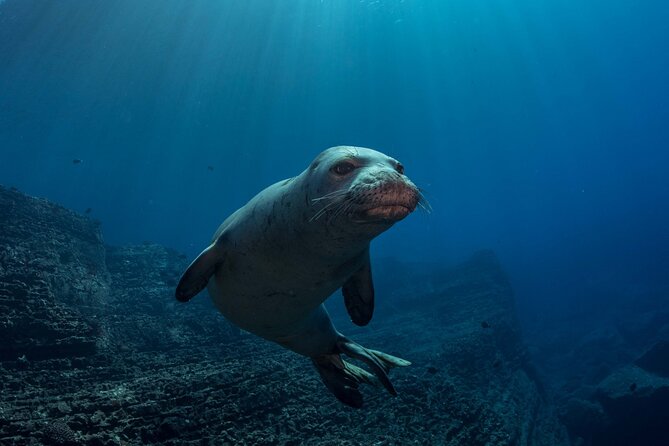 Kauai's Exclusive Morning Scuba Charter for Experienced Divers - Advanced-format underwater time: what the crew can actually customize