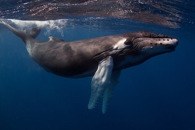 Kauai's Exclusive Morning Scuba Charter for Experienced Divers - Wildlife on the south shore: the species list to watch for