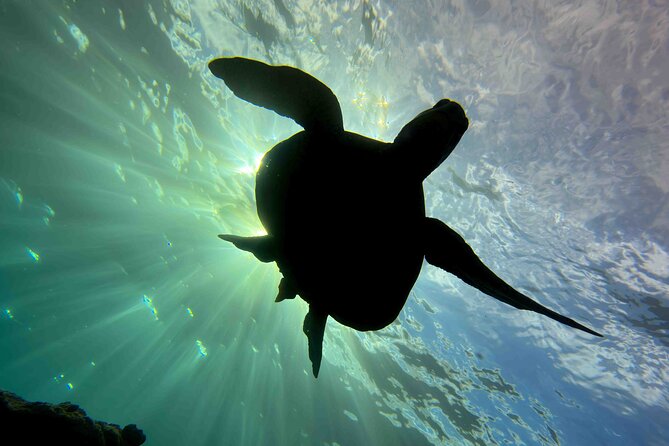 Kauai's Exclusive Morning Scuba Charter for Experienced Divers - Small-group feel with up to 14 travelers