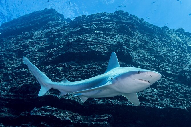 Kauai's Exclusive Morning Scuba Charter for Experienced Divers - Price and value: what $259.11 really covers
