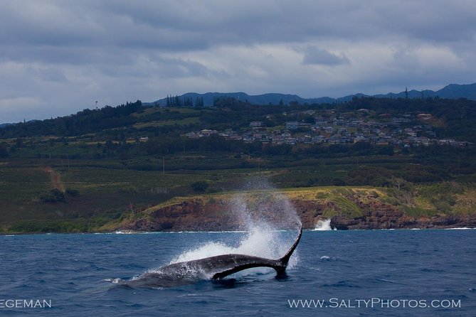 Kauai's South Side Whale and Dolphin Zodiac Boat Adventure - From Poipu Harbor Out Into Whale-Season Waters