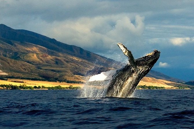Kauai's South Side Whale and Dolphin Zodiac Boat Adventure - The Search Stops: Spouting Horn and the Coastal Wildlife Hunt