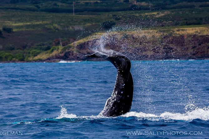 Kauai's South Side Whale and Dolphin Zodiac Boat Adventure - What You Learn While You Watch (and How That Helps)