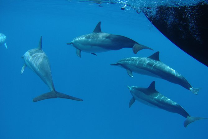 Kauai's South Side Whale and Dolphin Zodiac Boat Adventure - Getting Wet Without Getting Miserable