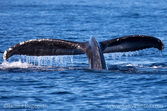 Kauai's South Side Whale and Dolphin Zodiac Boat Adventure - Who This Tour Fits Best (Families, Couples, and Wildlife Fans)