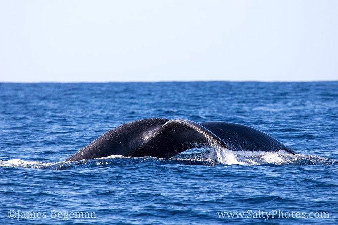 Kauai's South Side Whale and Dolphin Zodiac Boat Adventure - Price and Value: What $158.43 Really Buys