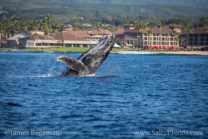 Kauai's South Side Whale and Dolphin Zodiac Boat Adventure - Small-Group Magic: Why Up to 14 Makes a Difference