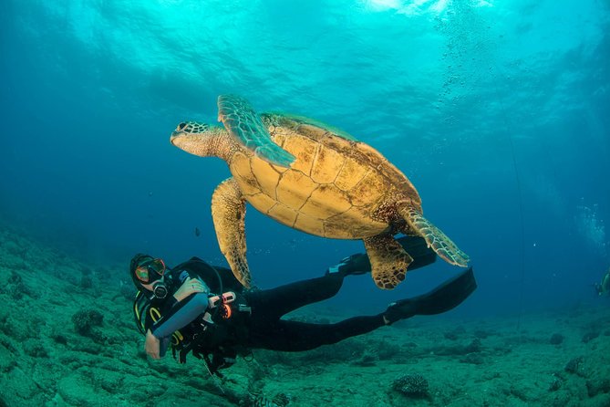 Kauai's Ultimate Discover Scuba Dive - OCEAN EXPERIENCE (1 Tank Dive) - Key Things I’d Pay Attention To
