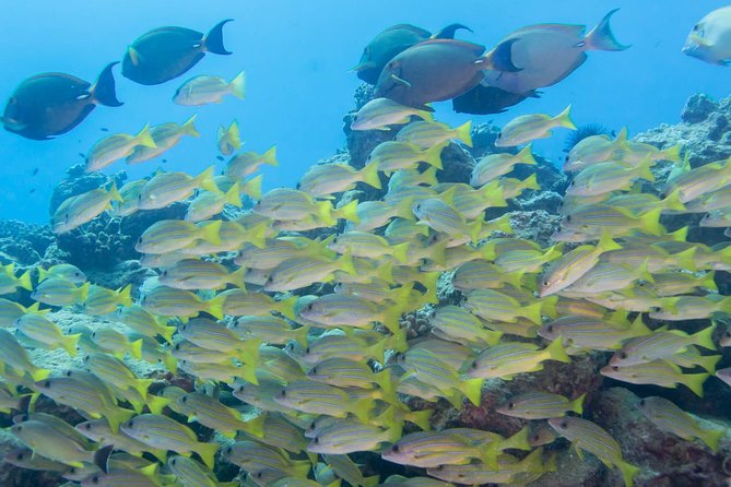 Kauai's Ultimate Discover Scuba Dive - OCEAN EXPERIENCE (1 Tank Dive) - What You’ll See: Kauai Marine Life, Fish ID, and the Fun Stuff