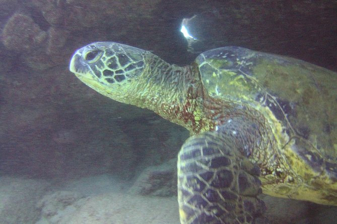 Kauai's Ultimate Discover Scuba Dive - OCEAN EXPERIENCE (1 Tank Dive) - Comfort Requirements That Can Change Your Outcome