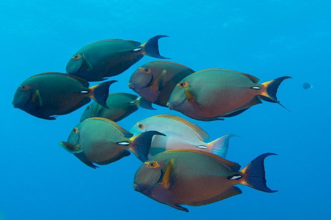 Kauai's Ultimate Discover Scuba Dive - OCEAN EXPERIENCE (1 Tank Dive) - Price and Value: Is $186.13 Worth It for a First Try?