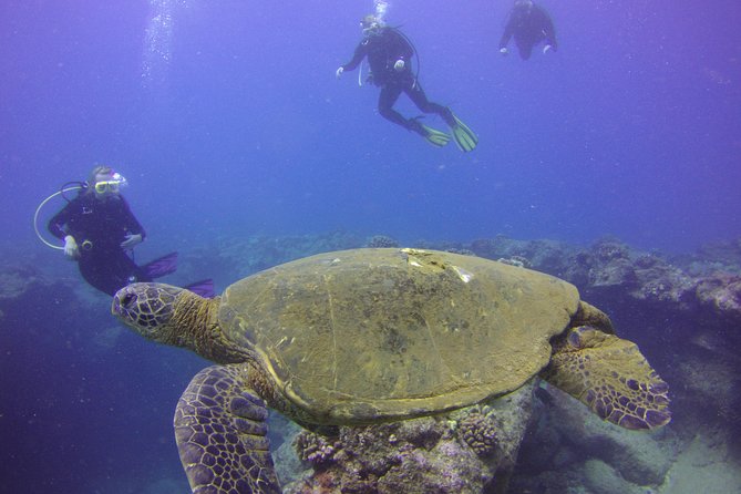 Kauai's Ultimate Discover Scuba Dive - OCEAN EXPERIENCE (1 Tank Dive) - No-Fly Rule: Plan Your Next Day Like a Pro