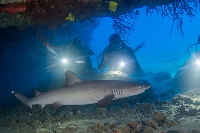 Kauai's Ultimate Dive Boat Adventure (for CERTIFIED Divers Only) - A Small Group Boat Adventure Built for Real Time Underwater