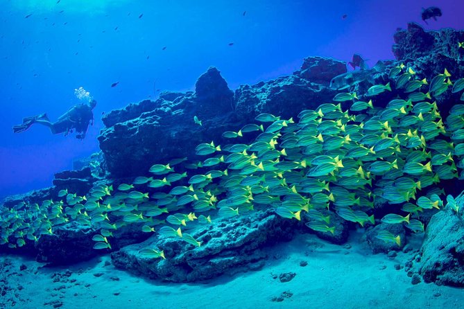 Kauai's Ultimate Dive Boat Adventure (for CERTIFIED Divers Only) - Poipu Reef Time: Two Underwater Sessions at Volcanic Sites
