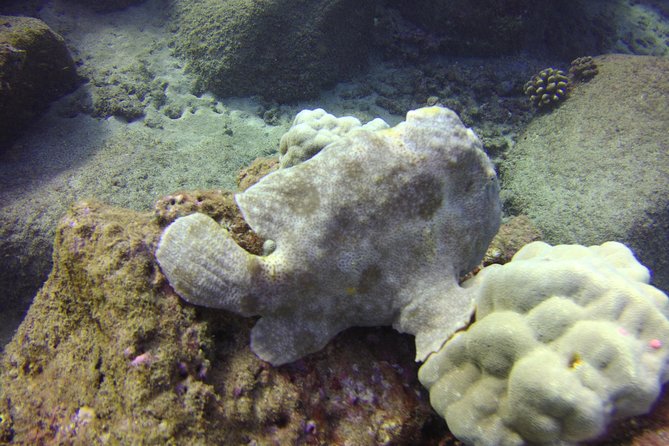 Kauai's Ultimate Dive Boat Adventure (for CERTIFIED Divers Only) - What You’ll Learn Between Underwater Sessions