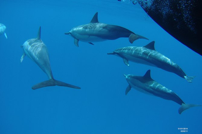 Kauai's Ultimate Dive Boat Adventure (for CERTIFIED Divers Only) - Crew and Guidance: Where the Day Gets Better Than Expected