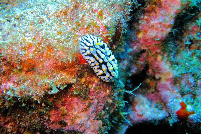 Kauai’s Ultimate Guided Shore Snorkel in South Poipu - How guide style affects what you see