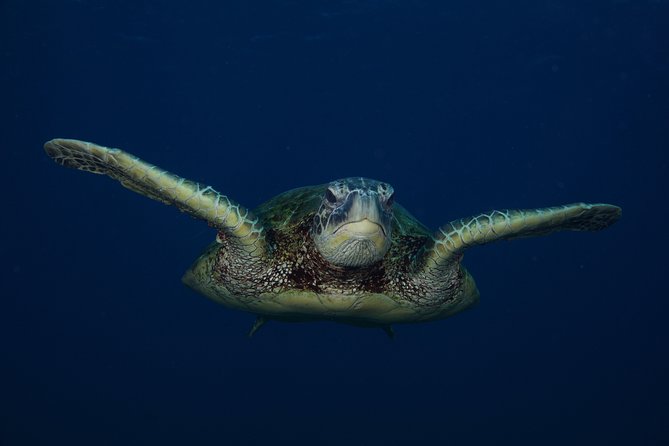 Kauai’s Ultimate Guided Shore Snorkel in South Poipu - Quick booking advice before you go