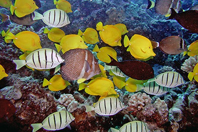 Kauai’s Ultimate Guided Shore Snorkel in South Poipu - Price and value: what $119.80 buys you (and what to budget for)