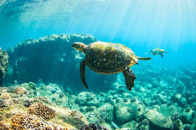 Kauai's Ultimate Guided Shore Snorkel (NO BOAT): North Anini - What your 1.5 hours looks like on the shoreline
