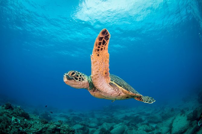 Kauai's Ultimate Scooter Adventure 2 Tank Dive (Advance Certified Divers Only) - Koloa Landing start: how the day kicks off