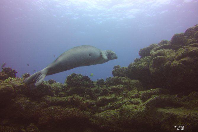 Kauai's Ultimate Scooter Adventure 2 Tank Dive (Advance Certified Divers Only) - Price and value: why $310.09 can make sense