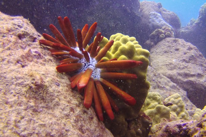 Kauai's Ultimate Scooter Adventure 2 Tank Dive (Advance Certified Divers Only) - Who should book this Kauai scooter DPV session